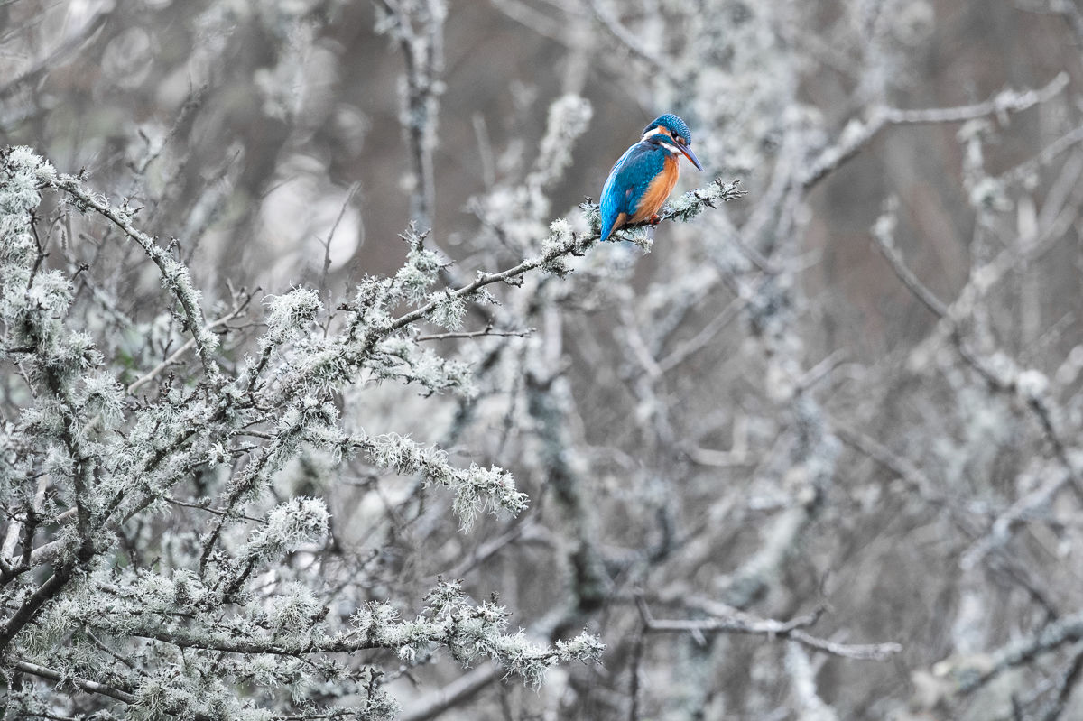 Martin pêcheur d'Europe